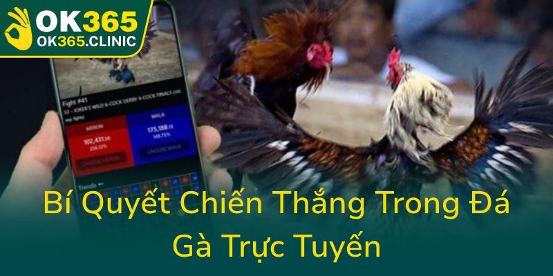 Khám Phá Đá Gà OK365 - Nền Tảng Đấu Trường Gà Đá Online Hàng Đầu 3 Bi Quyet Chien Thang Trong Da Ga Truc Tuyen0