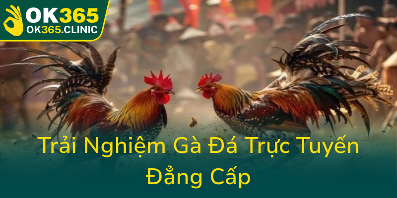 Khám Phá Đá Gà OK365 - Nền Tảng Đấu Trường Gà Đá Online Hàng Đầu 2 Trai Nghiem Ga Da Truc Tuyen Dang Cap0